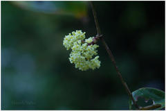 Tetrastigma leucostaphylum